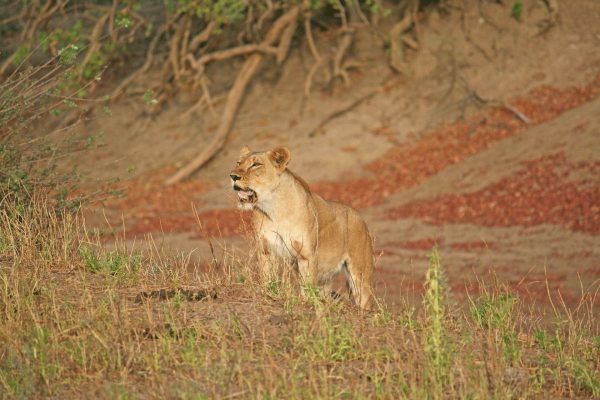 Lioness in Zakouma National Park - Chad tours and holidays