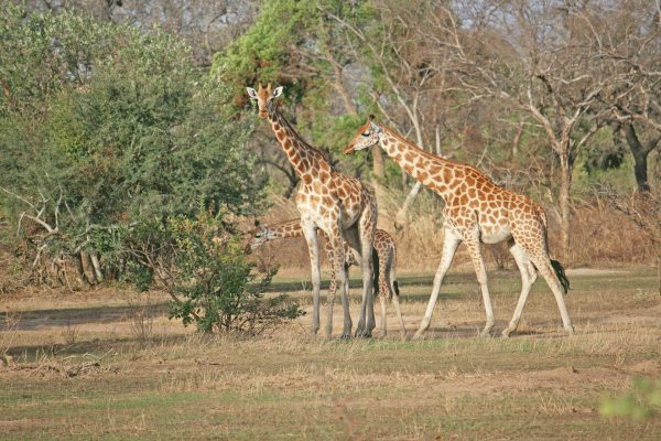 Giraffe in Zakouma National Park - Chad tours and holidays