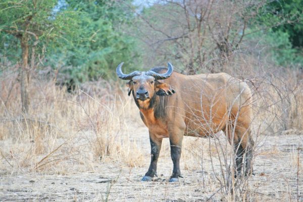 Buffalo in Zakouma National Park - Chad tours and holidays