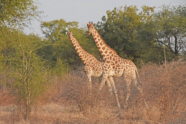 Giraffes in Zakouma National Park - Chad tours and holidays