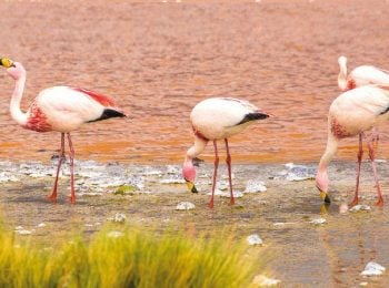 Flamingos on the altiplano - Bolivia holidays