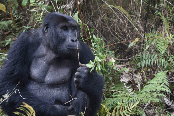 Western lowland gorilla in Loango National Park - Gabon holidays