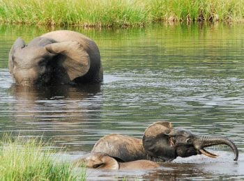 Elephant mother and baby wallowing at waterhole - Gabon tours and holidays