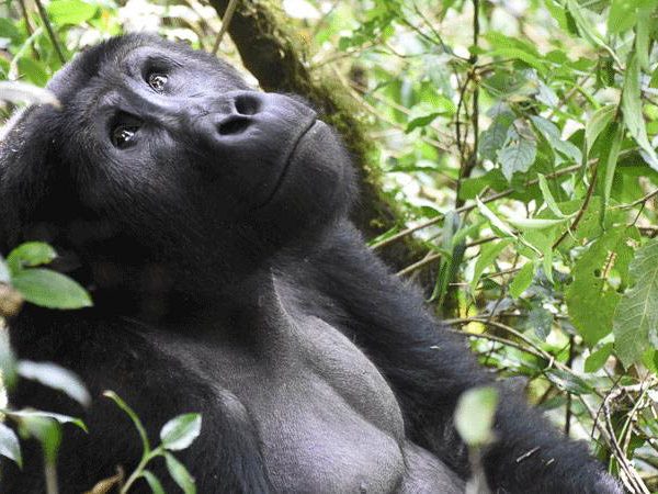 Gorillas, Chimps and Volcanoes