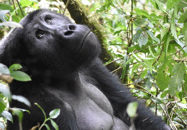 Gorillas, Chimps and Volcanoes