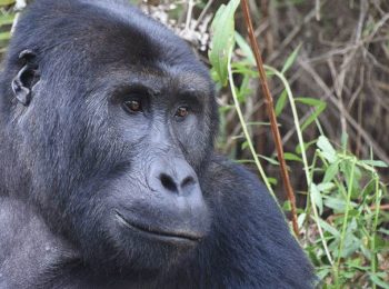 Eastern lowland gorilla - Congo tours