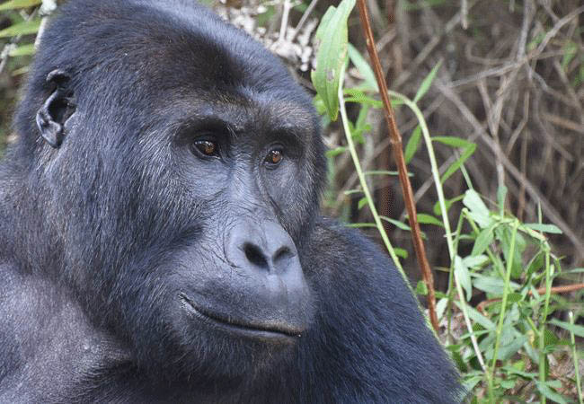 Eastern lowland gorilla - Congo tours