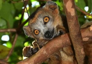 Madagascar in Depth