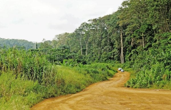 Road through the forest in Gabon - Gabon holidays