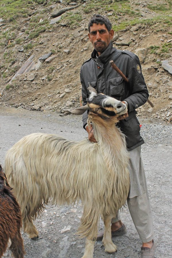 Shepherd with goat in Kashmir - Ladakh and Kashmir holidays and tours