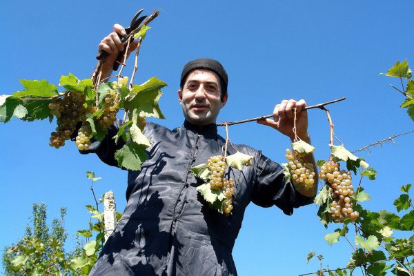 Winemaker in vineyard, Kakheti region - Georgia holidays