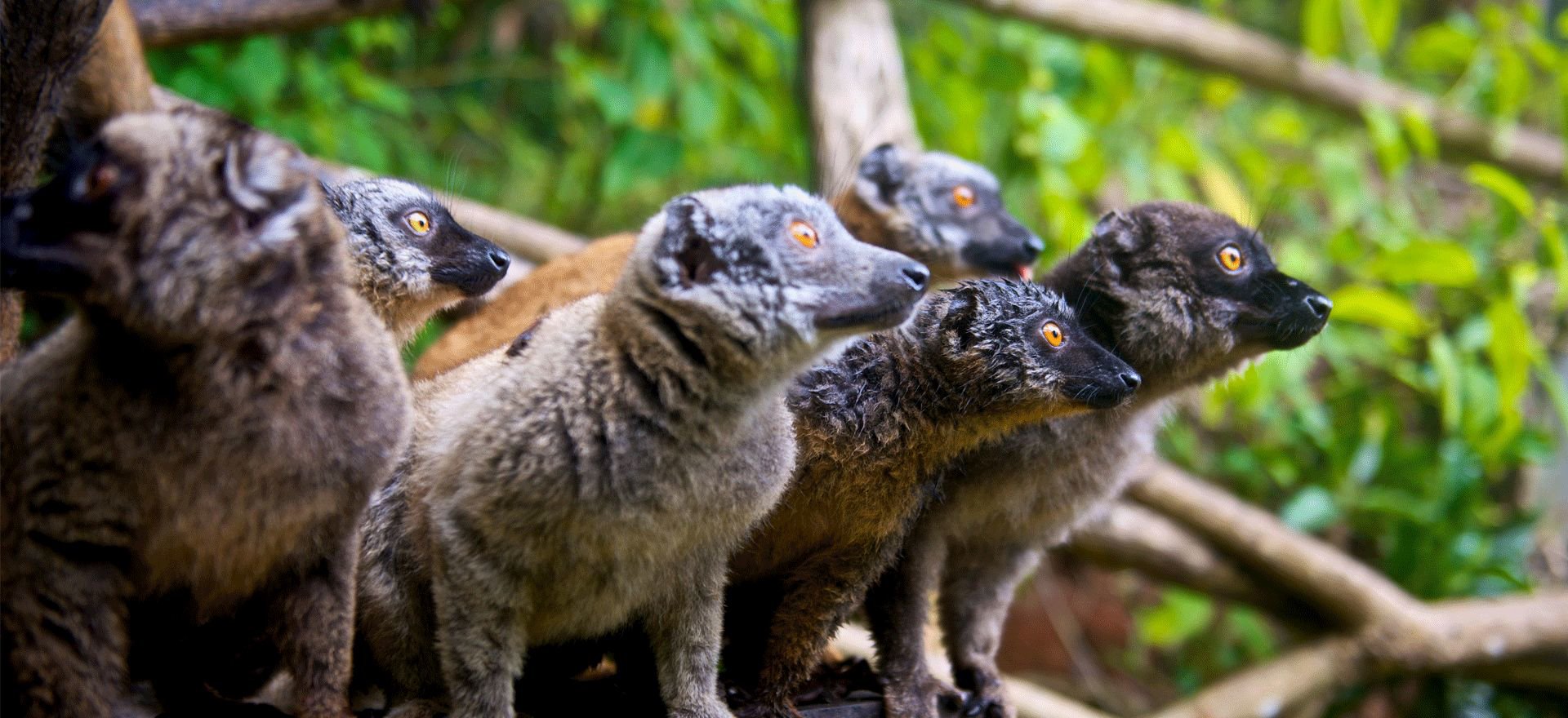 Lemurs on Grande Comore - Comoros Holidays and Tours