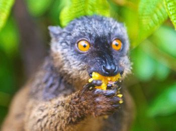 Lemur on the island of Grande Comore - Comoros Holidays and Tours