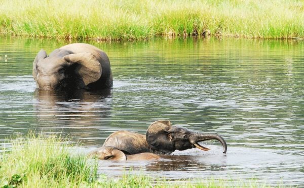 Elephants bathing in Loango National Park - Gabon holidays