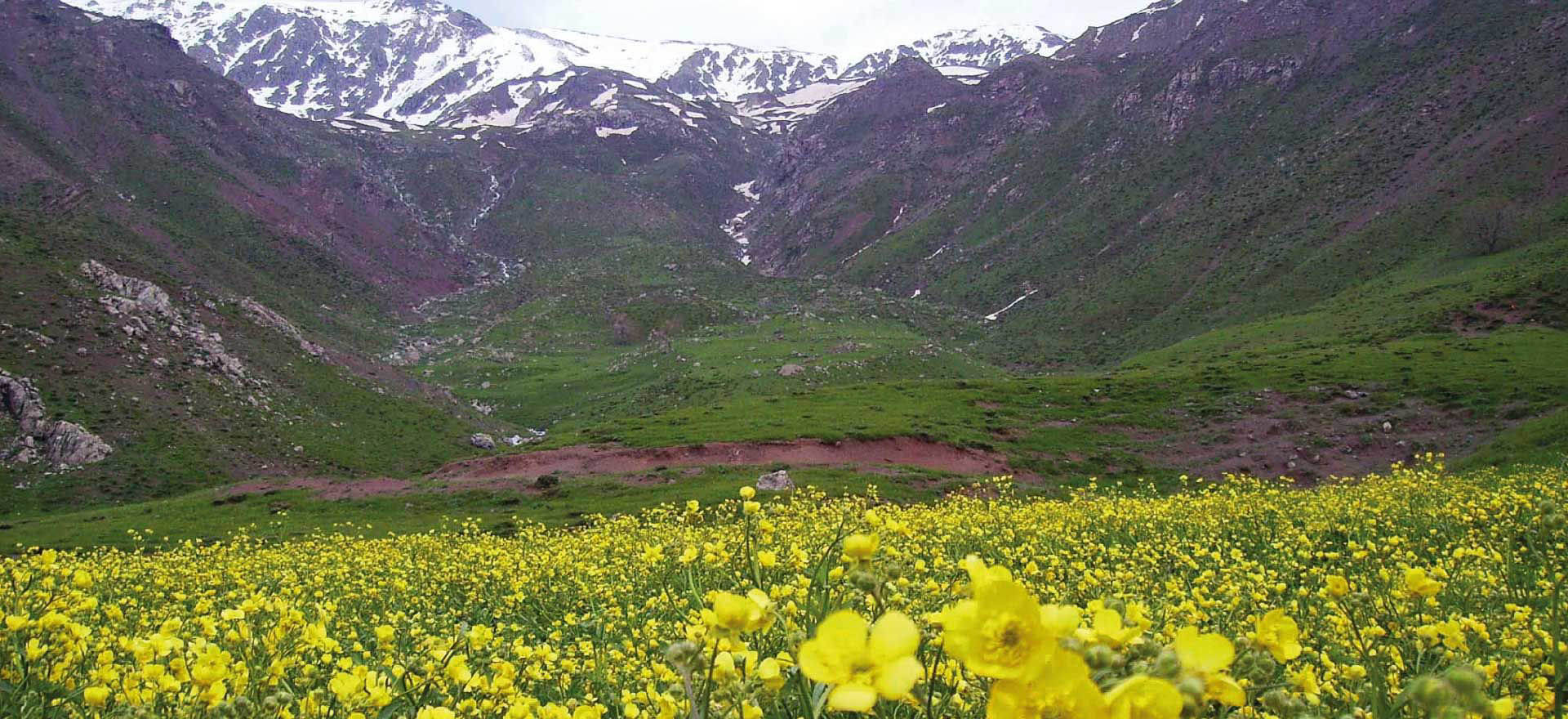 Wildflowers in the mountains of Kurdistan - Kurdistan tours and holidays