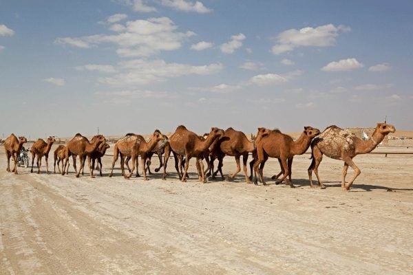 Camels crossing the Kyzyl Kum desert - Central Asia holidays