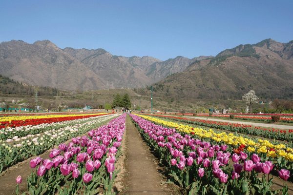 Tulip field in Kashmir - Ladakh and Kashmir holidays