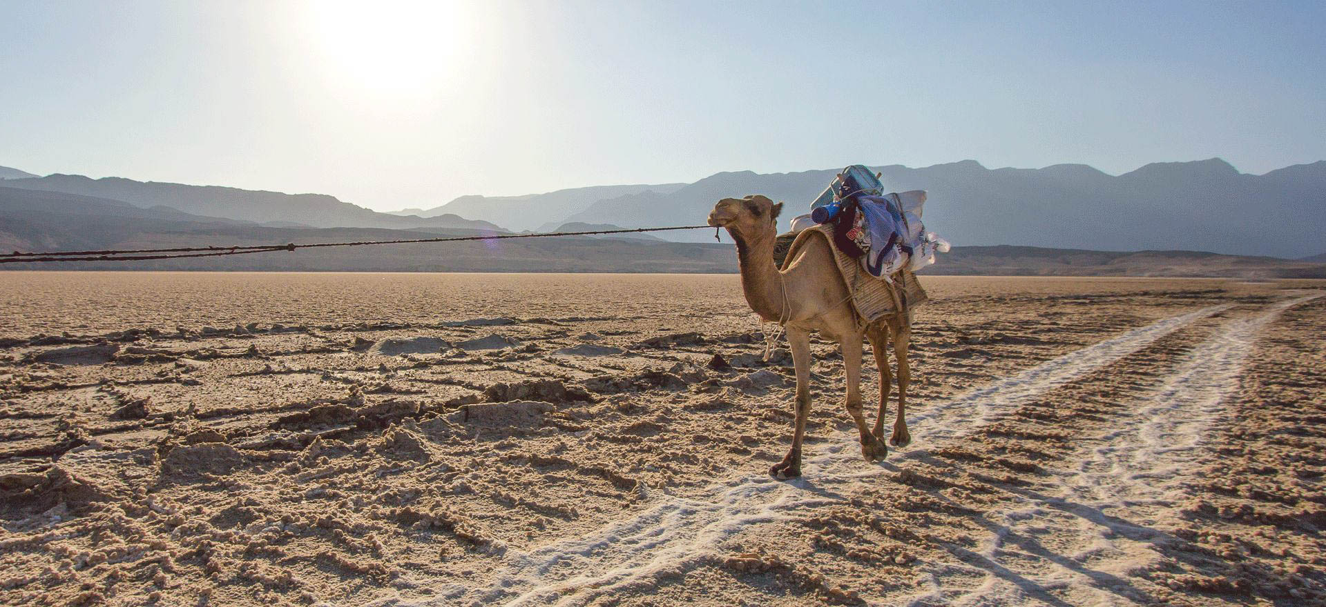 Camel carrying salt in the Danakil Depression - Danakil tours