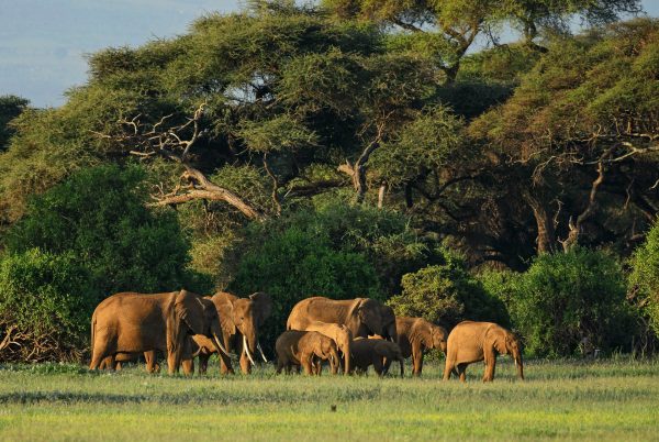 Herd of elephants in Loango National Park - Gabon tours
