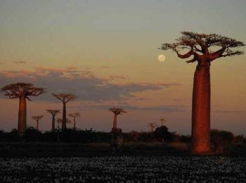 Avenue of Baobabs at dusk, western Madagascar