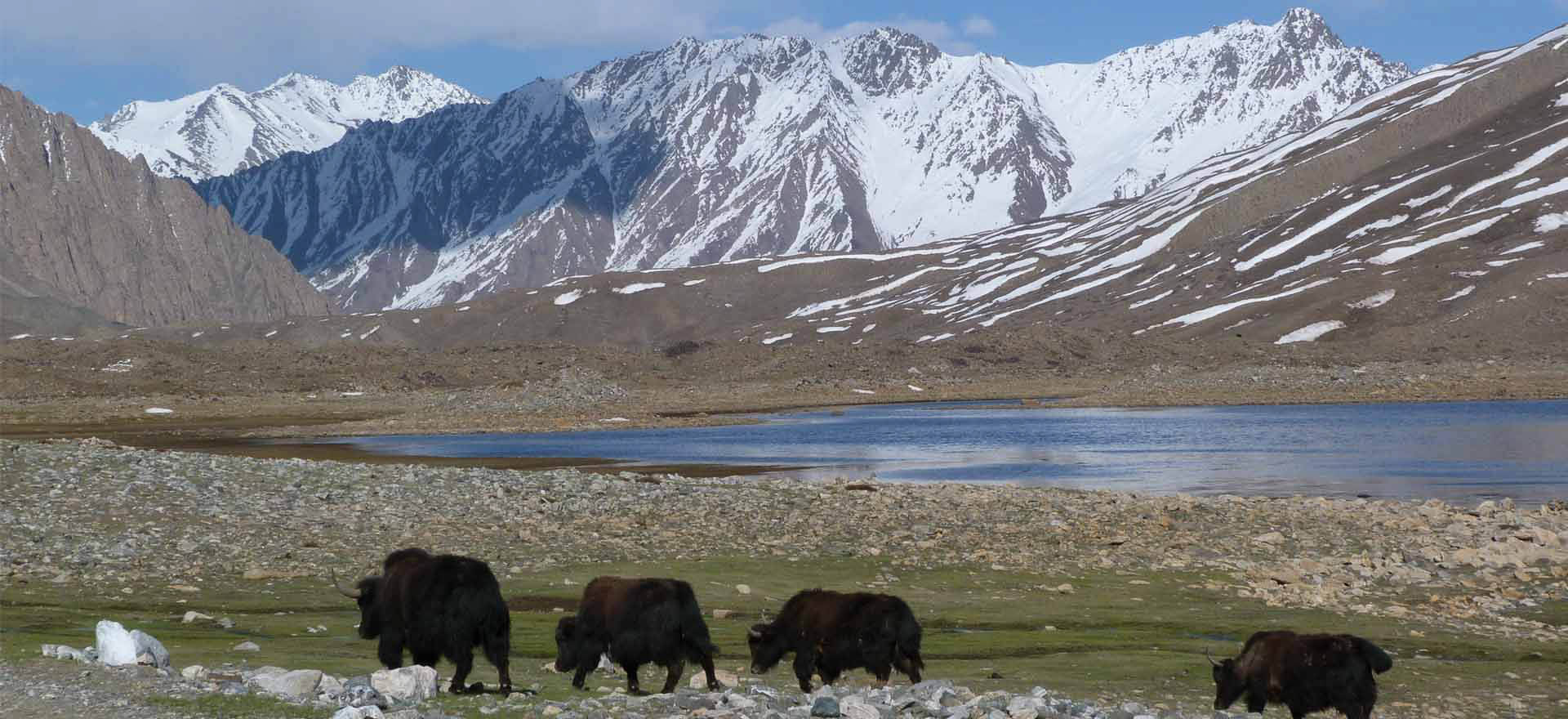Yaks grazing in the Karakorum Mountains - Pakistan tours