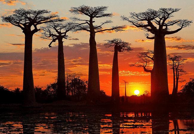 Sunset at the Avenue of Baobabs - Madagascar holidays