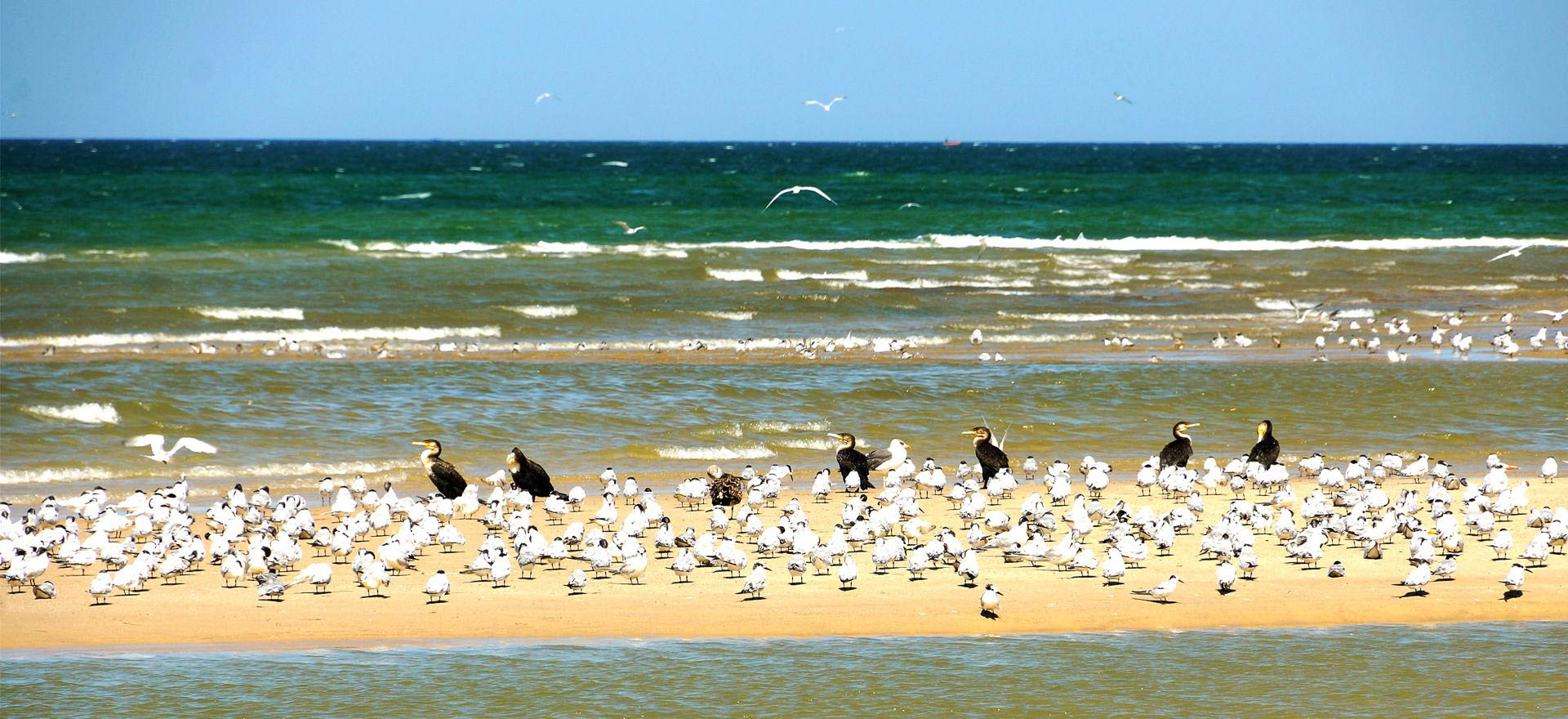 Birds on a sandbank in Banc d'Arguin - Mauritania holidays