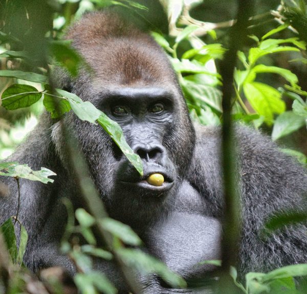Lowland gorilla in Loango National Park - Gabon holidays