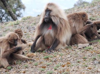 Gelada baboons in Simien Mountains