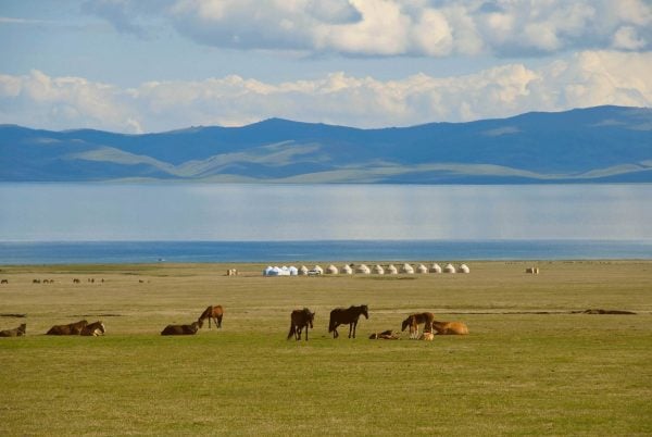 Livestock grazing by Song Kul lake - Central Asia holidays