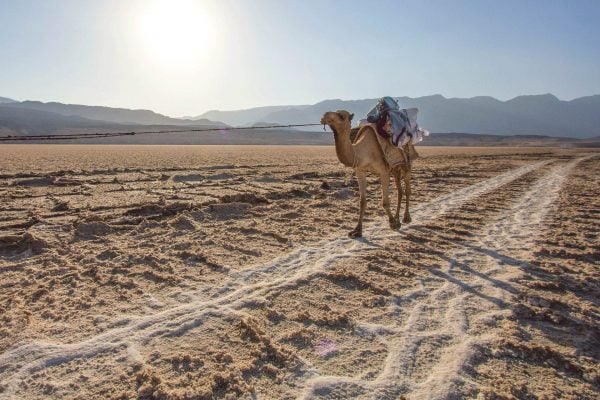 Camel carrying salt in the Danakil Depression - Danakil tours