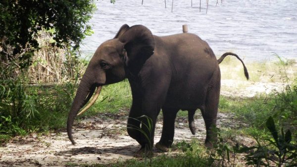 Young elephant in Loango National Park - Gabon tours