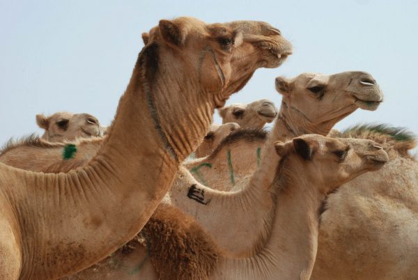 Camel in the Somali desert - Somaliland holidays