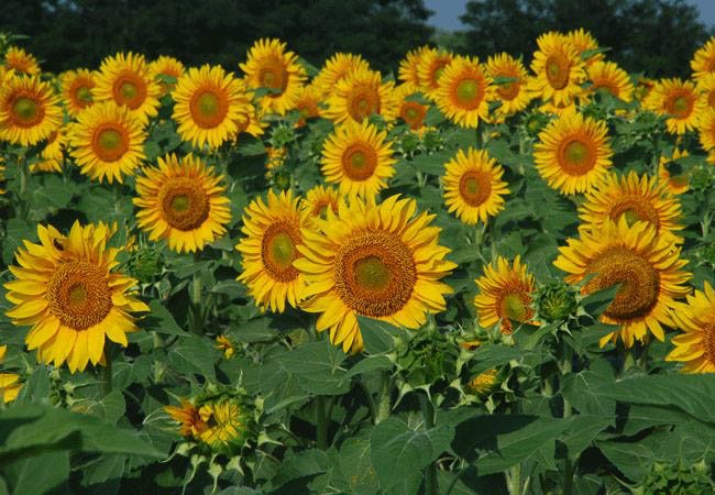 Field of sunflowers - Bulgaria holidays