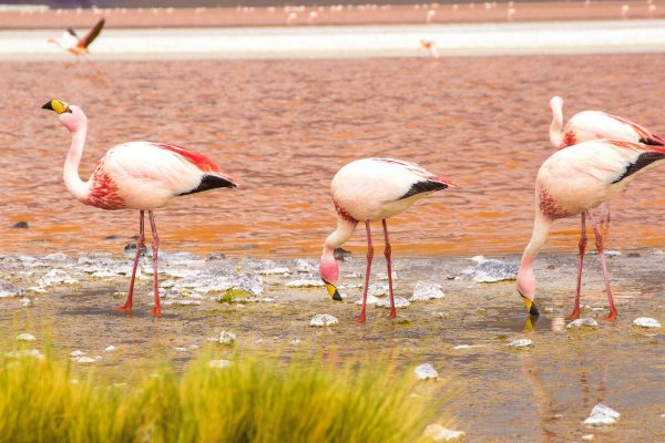 Flamingos on the altiplano - Bolivia holidays