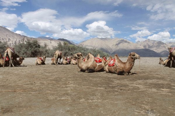 Camels in the Nubra Valley - Ladakh tours