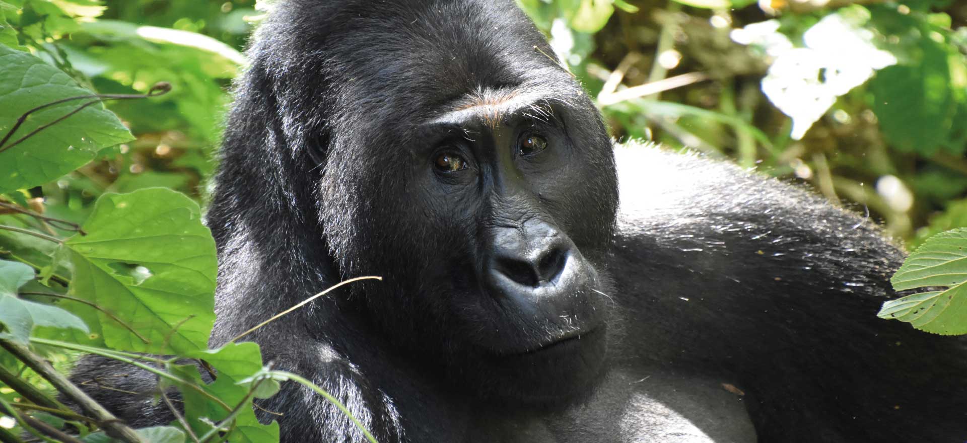 Western lowland gorilla in Loango National Park - Gabon tours and holidays