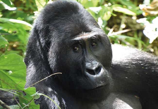 Gabon lowland gorilla