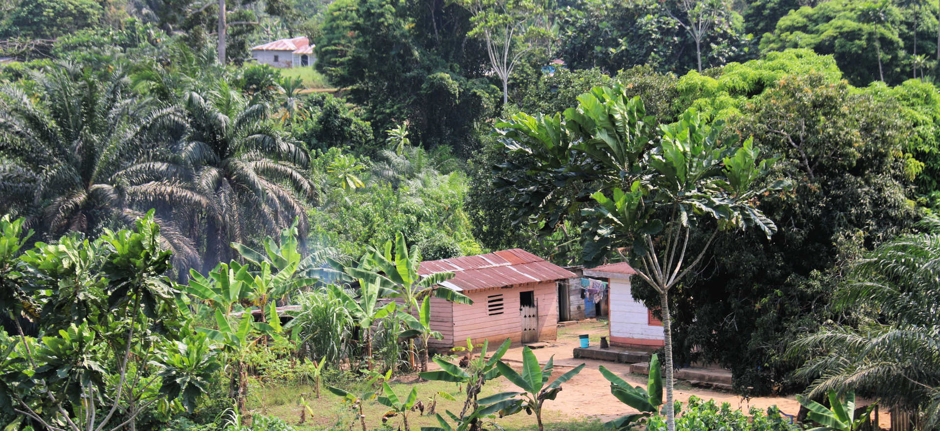 Small homestead amongst banana trees in Equatorial Guinea