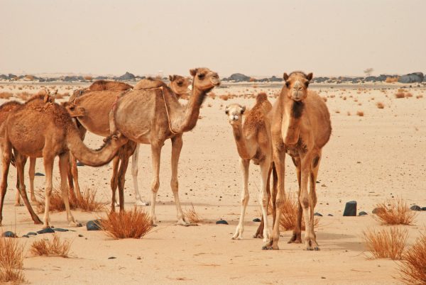 Herd of camels in the desert - Mauritania holidays