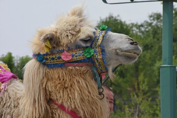 Decorated camel in Shymkent - Kazakhstan tour