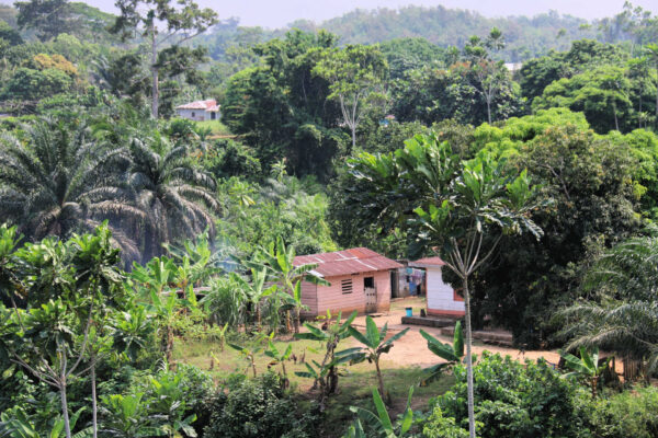 Equatorial Guinea - houses nestling between coconut palms