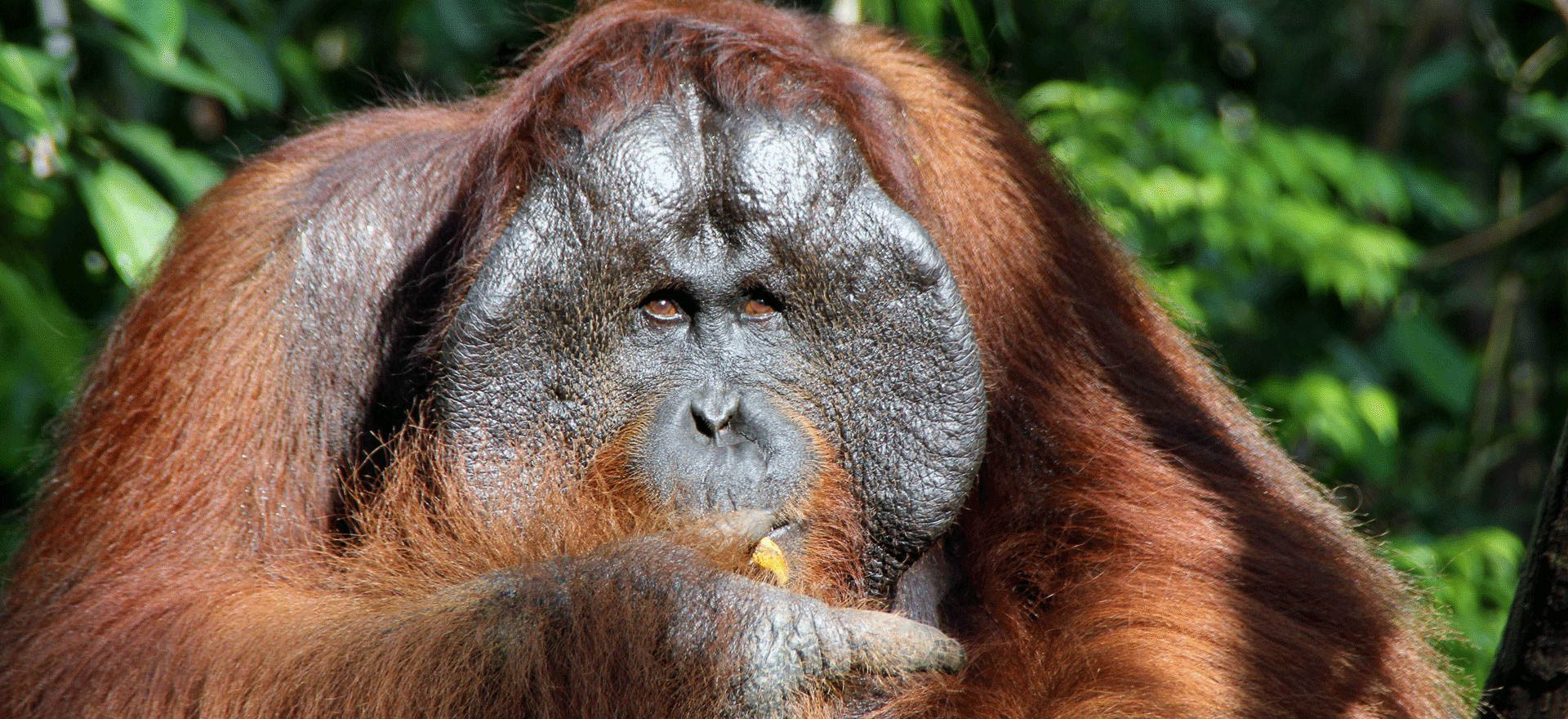 Large male orang utan - Borneo Holidays and Tours