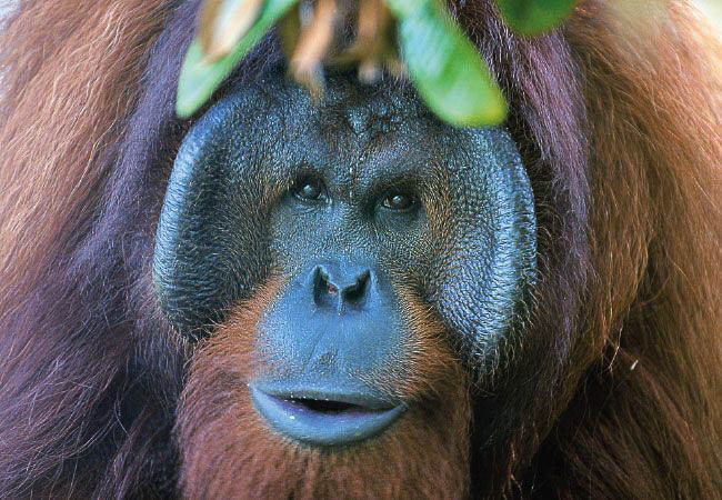Borneo - Orangutans and Iban