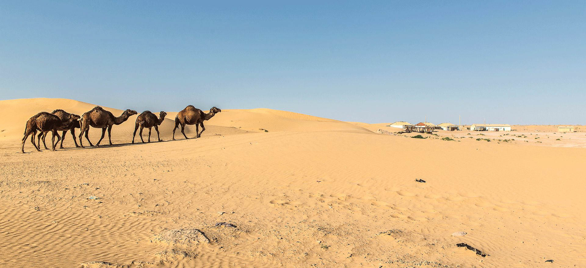 Camels in the Kara Kum Desert- Turkmenistan Holidays and Tours