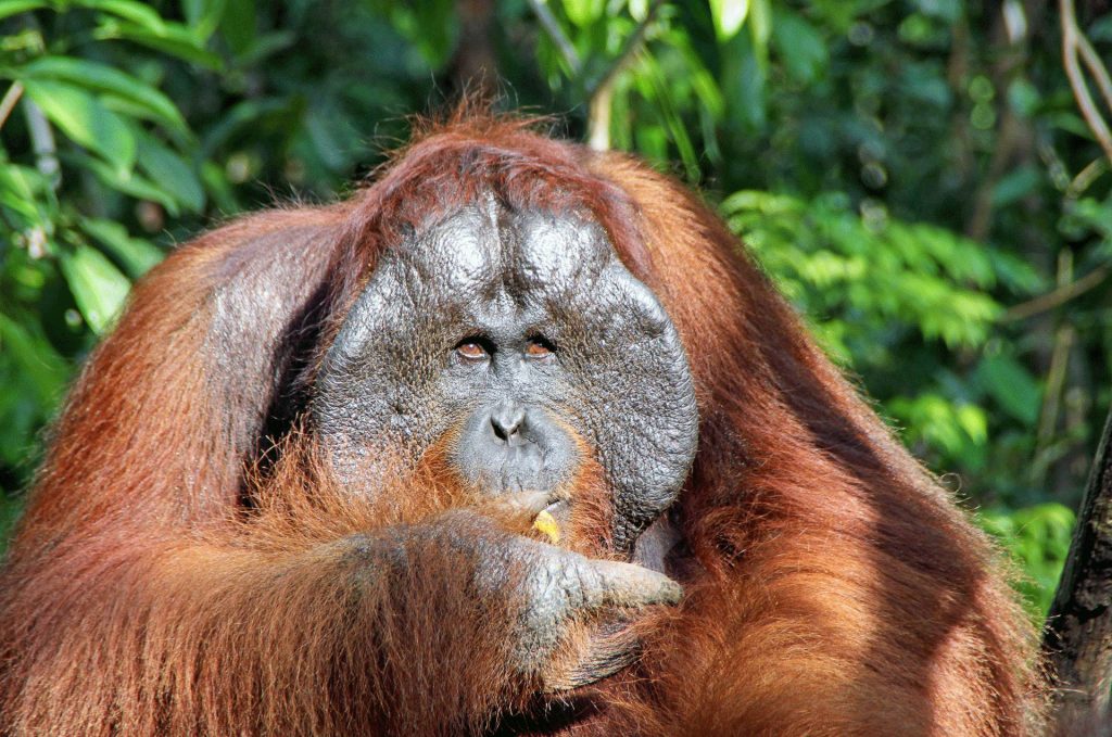 Hidden Borneo - Native Eye Travel