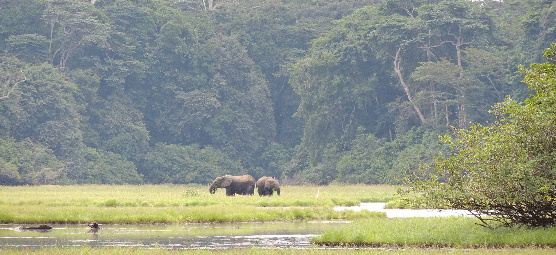 Elephants in Loango National Park - Gabon Holidays and Tours