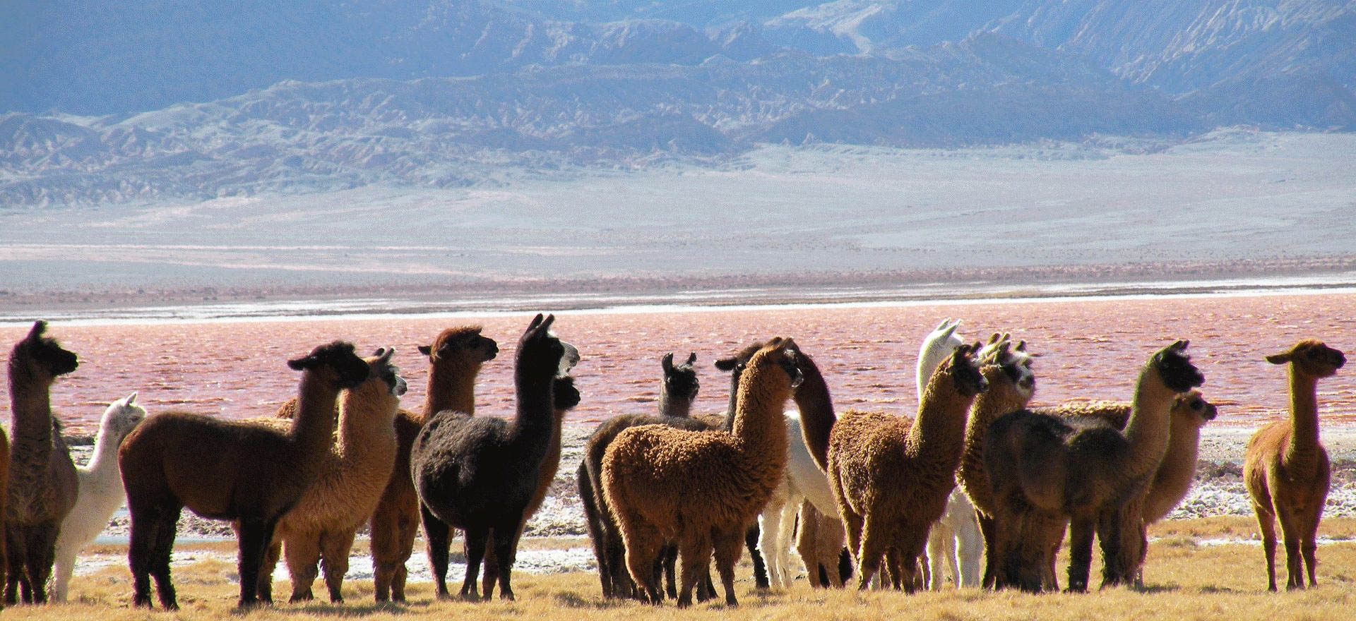 Argentina Holidays and Tours - Alpacas in the High Andes