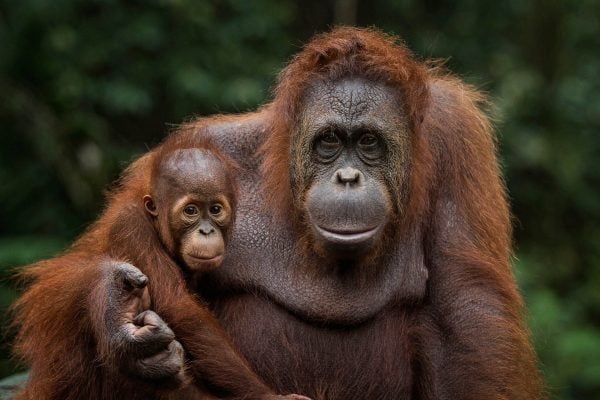 Orang utan and baby - Borneo holidays