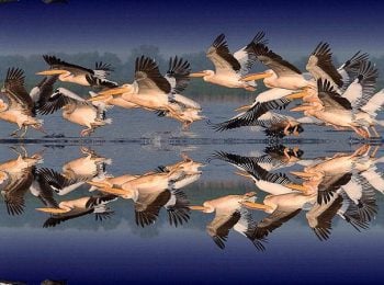 Pelicans flying over river - Danube Delta tours